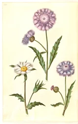 Amberboa moschata (Musk Sultana)