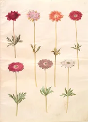 Anemone coronaria; Anemone ×fulgens