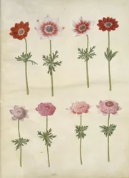 Anemone coronaria L. (French anemone); Anemone pavonina (peacock anemone)