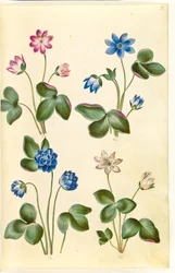 Anemone hepatica (blue anemone)