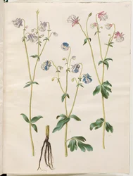 Aquilegia vulgaris
