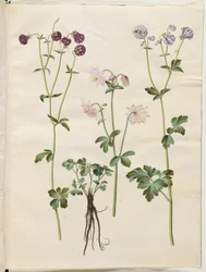 Aquilegia vulgaris (Common Columbine)