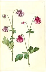 Aquilegia vulgaris (Common Columbine)