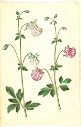 Aquilegia vulgaris (Common Columbine)