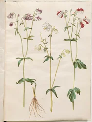 Aquilegia Vulgaris (Common Columbine)