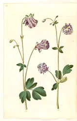 Aquilegia vulgaris (Common Columbine)