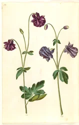 Aquilegia vulgaris (common columbine)