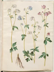 Aquilegia vulgaris (common columbine)