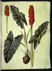 Arum Italicum (Italian Arum)