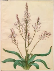 Asphodelus ramosus (Branched Asphodel)