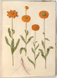 Calendula Officinalis (Marigold)