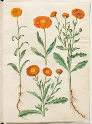 Calendula Officinalis (Garden Marigold)