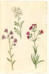 Cardamine pratensis (Cuckooflower); Campanula rotundifolia (?) (Harebell); Silene vulgaris (?) (Bladder Campion)