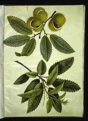 Castanea sativa (Sweet Chestnut)