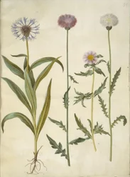 Centaurea montana (Mountain Knapweed); Amberboa moschata (Sweet Sultan)
