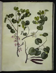 Cercis siliquastrum (Common Judas Tree)