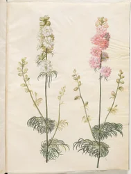 Consolida Ajacis (Garden Larkspur)