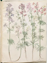 Consolida regalis (forking larkspur)