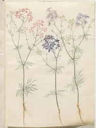 Consolida regalis (Corn-Ridderspore)