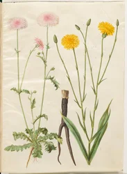 Crepis rubra (red hawksbeard); Scorzonera hispanica (black salsify)