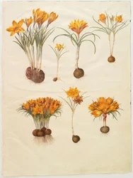 Crocus angustifolius