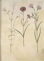 Dianthus plumarius (feathered pink)