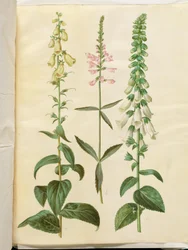 Digitalis grandiflora (Large-flowered Foxglove); Physostegia virginiana (Obedient Plant); Digitalis purpurea (Common Foxglove)