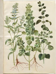 Dracocephalum moldavica (Moldavian Dragonhead); Moluccella spinosa (Spiny Moluccella); Melissa officinalis (Lemon Balm)