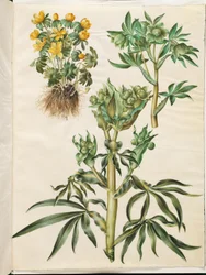 Eranthis hyemalis (Winter Aconite); Helleborus viridis (Green Hellebore); Helleborus foetidus (Stinking Hellebore)