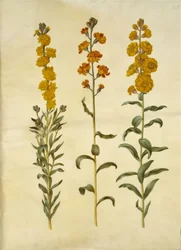 Erysimum cheiri (Wallflower)
