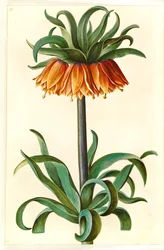 Fritillaria imperialis (Crown Imperial)
