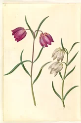 Fritillaria Meleagris (Common Snake