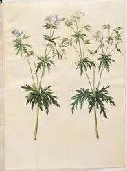 Geranium Pratense (Meadow Crane