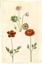 Geranium sanguineum striatum (Striped Cranesbill); Ranunculus asiaticus (Garden Ranunculus)