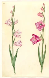 Gladiolus communis (Common Gladiolus)