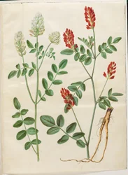 Hedysarum coronarium (red cock