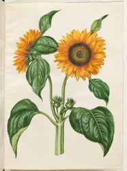 Helianthus Annuus (Common Sunflower)