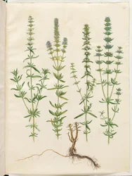 Hyssopus officinalis (True Hyssop)