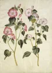 Lavatera trimestris (mallow)