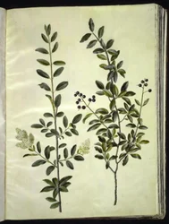 Ligustrum Vulgare (Common Privet)