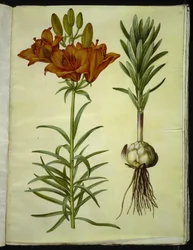 Lilium Bulbiferum (Fire Lily)