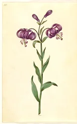 Lilium martagon (Martagon Lily)