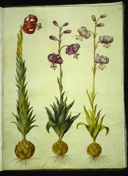 Lilium Pomponium (Pompon Lily); Lilium Martagon (Martagon Lily)