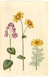Lunaria annua (Honesty); Doronicum pardalianches (Leopard