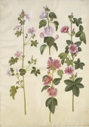 Malva sylvestris (Common Mallow); Lavatera thuringiaca (German Hollyhock)
