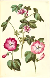 Malva sylvestris (Common Mallow); Lavatera trimestris (Annual Mallow)