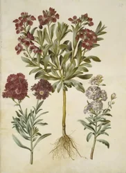Matthiola Incana (Stock)