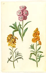 Matthiola incana; Erysimum cheiri