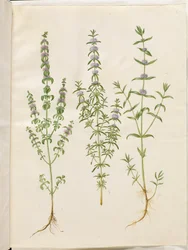 Mentha Pulegium (Pennyroyal); Mentha Cervina (Hart