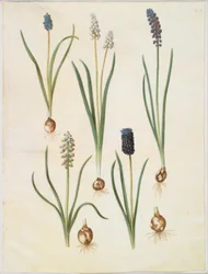 Muscari botryoides (Common Grape Hyacinth); Muscari racemosum (Clustered Grape Hyacinth); Muscari neglectum